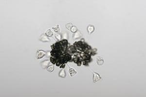 Glockentierchen auf Anabaena